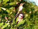 PICT0453a