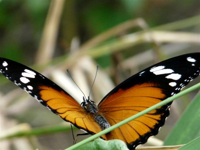 Schmetterling